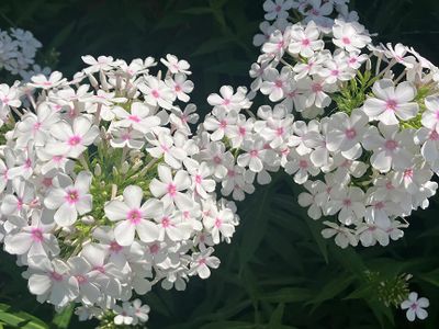 Bloomington Garden Club